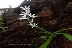 Chlorophytum borivilianum